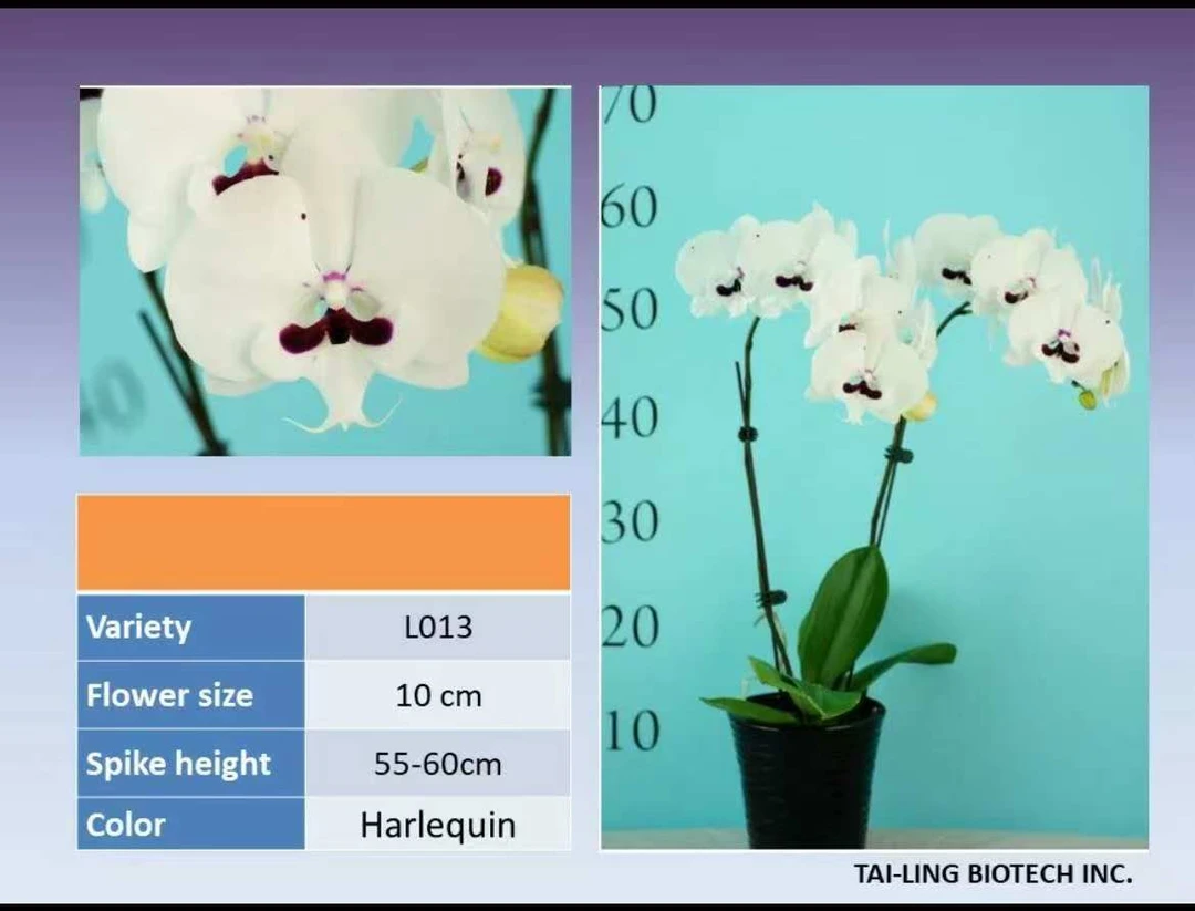 湾湾货柜新品 （代号—L013）蝴蝶兰3.0原平杯成熟苗 大陆独一家售卖