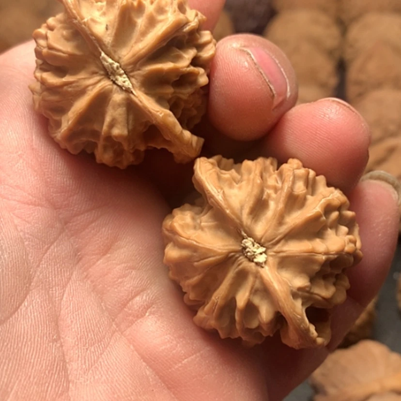 【闪购商品】西**?野生