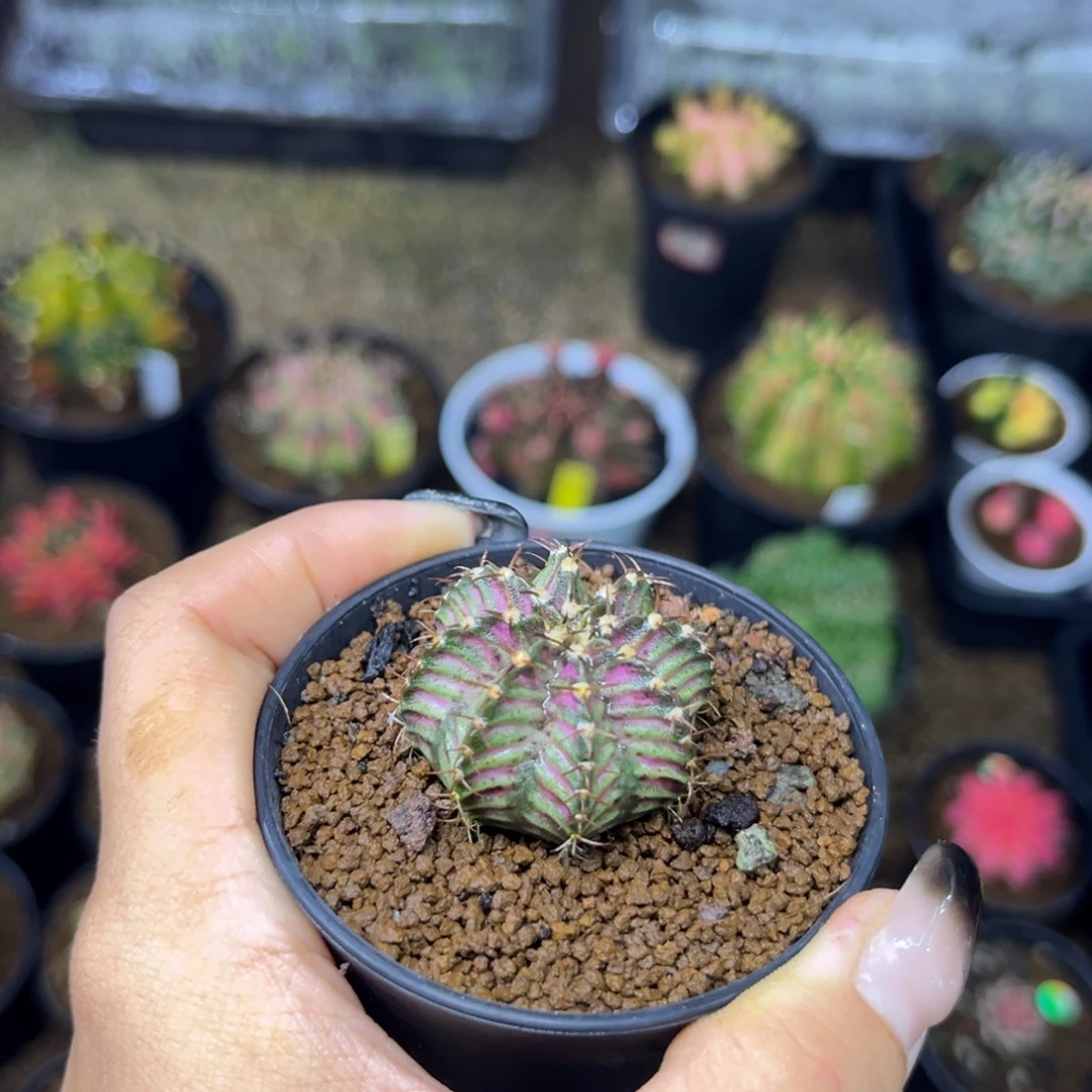 泰系肋骨海神，带盆土