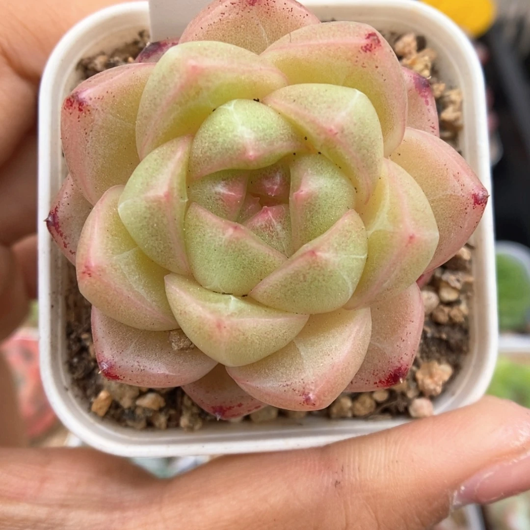 珍妮麦秆可拍102号
