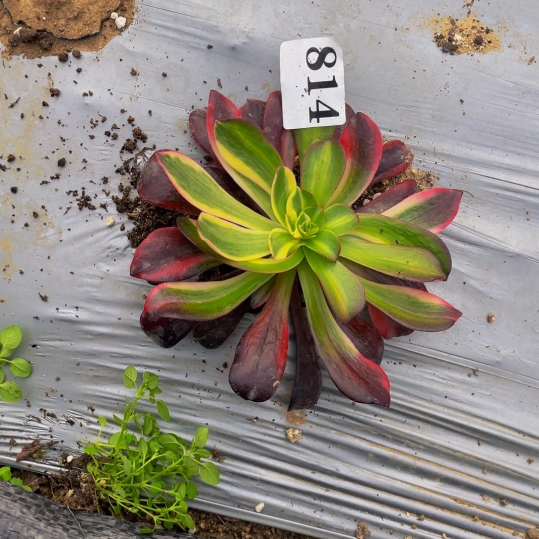 814美杜莎七彩多肉植物