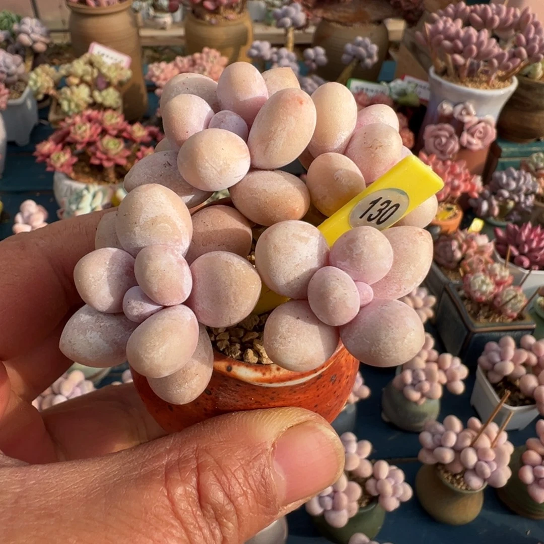 130号水光针奶带盆土发货