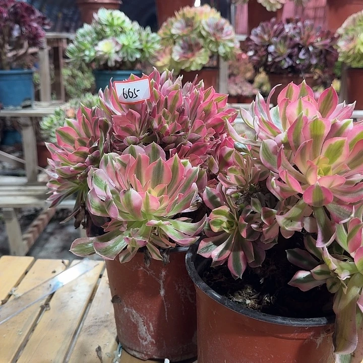 佳***音多肉法师粉女巫665不包损