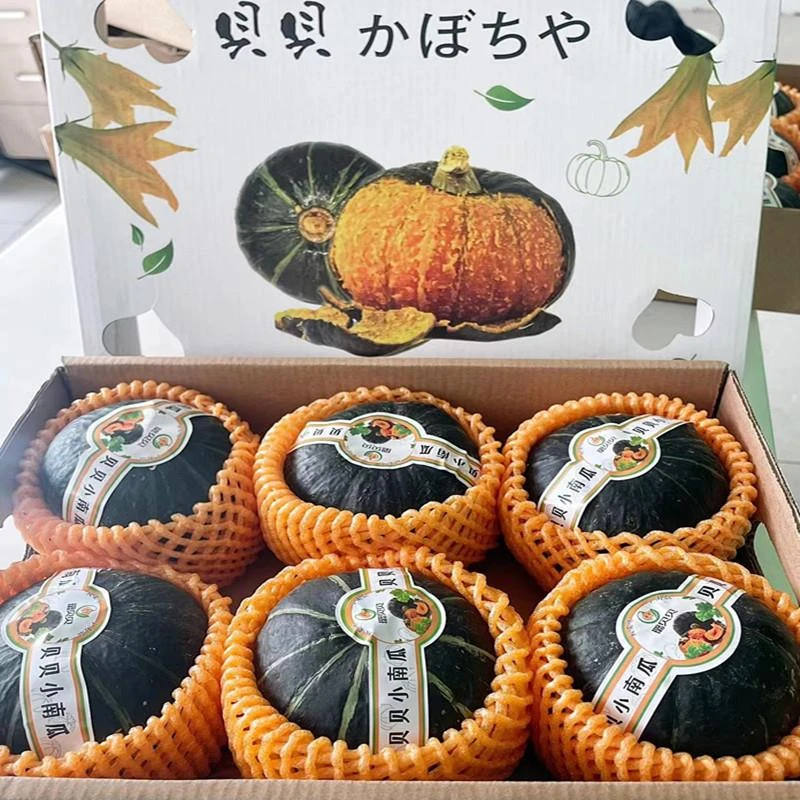 贝贝小南瓜板栗味5-6只礼盒香甜糯宝宝辅食板栗南瓜新鲜蔬菜包邮