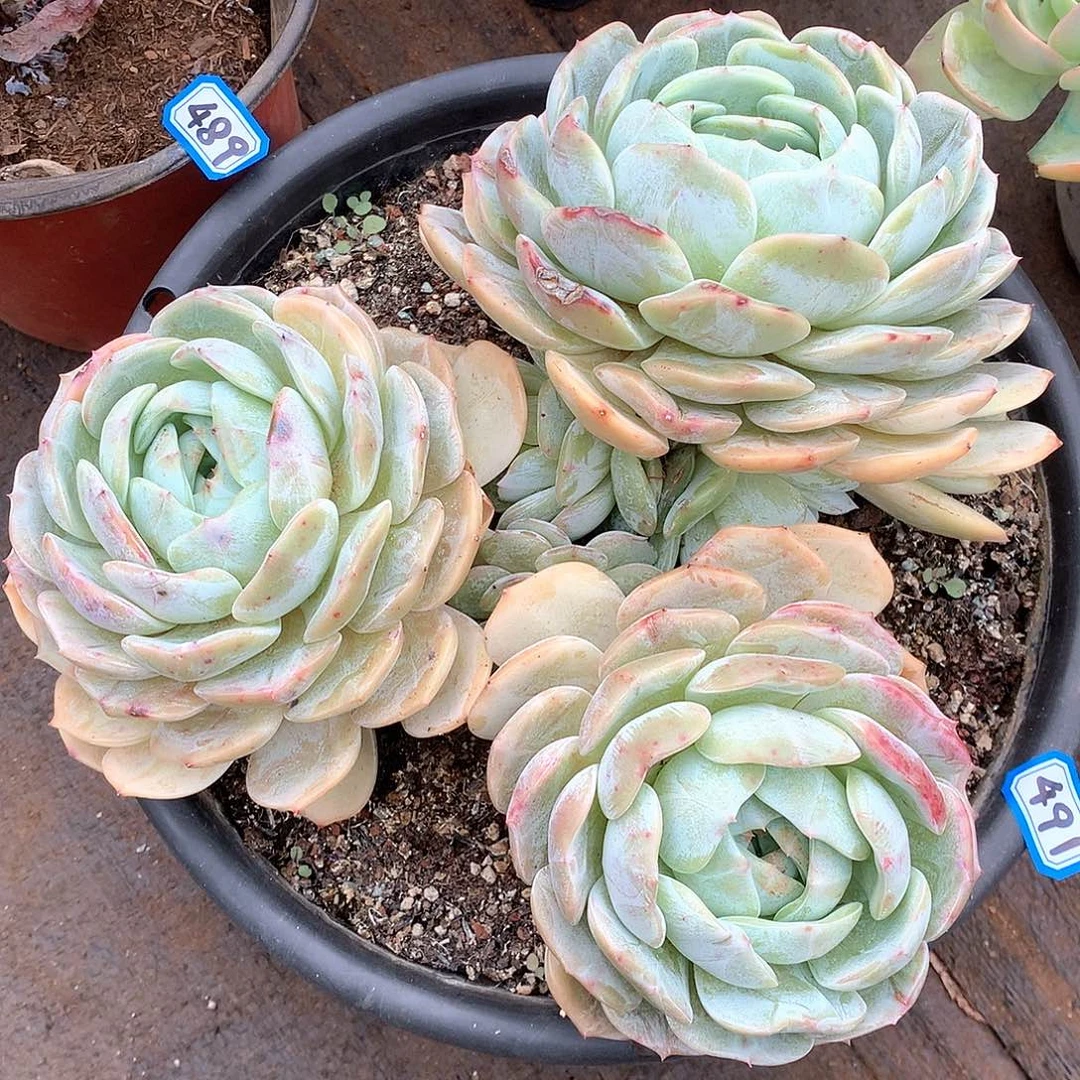 491老林 一物一拍多肉