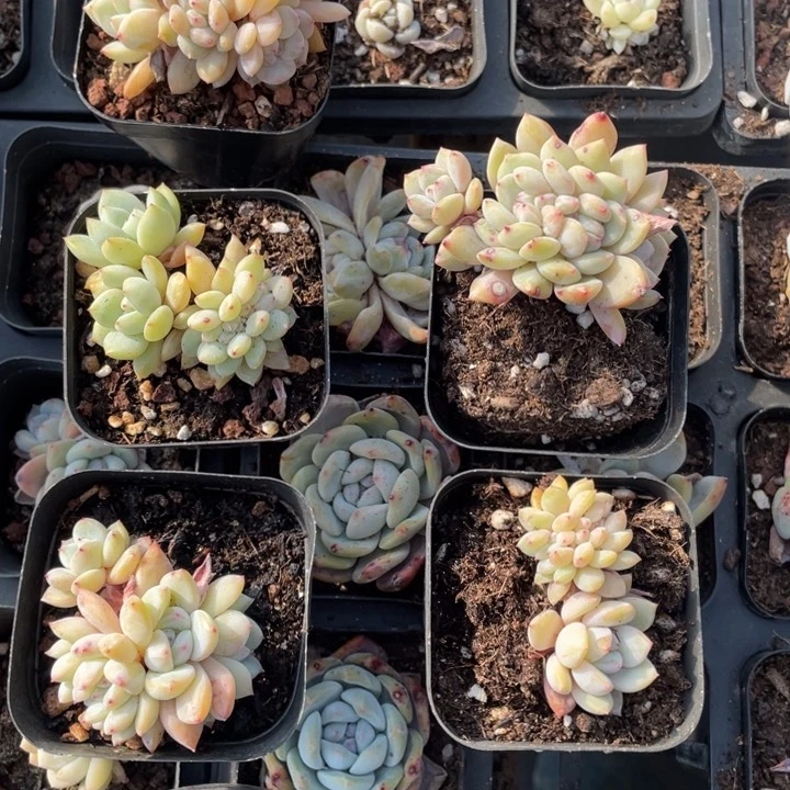 苗****姐王小姐专拍橙梦露缀化5颗