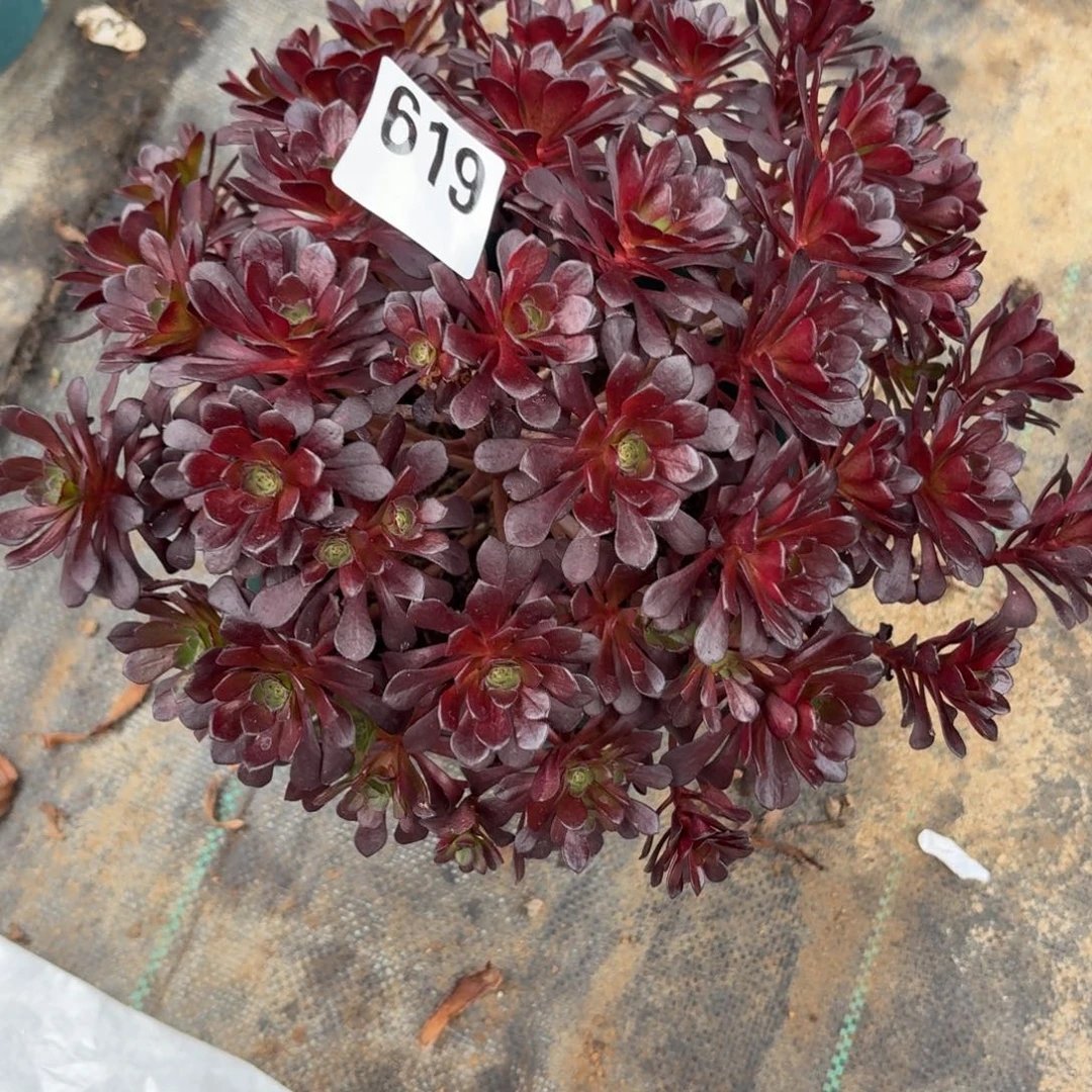 619黑珍珠多肉植物福利
