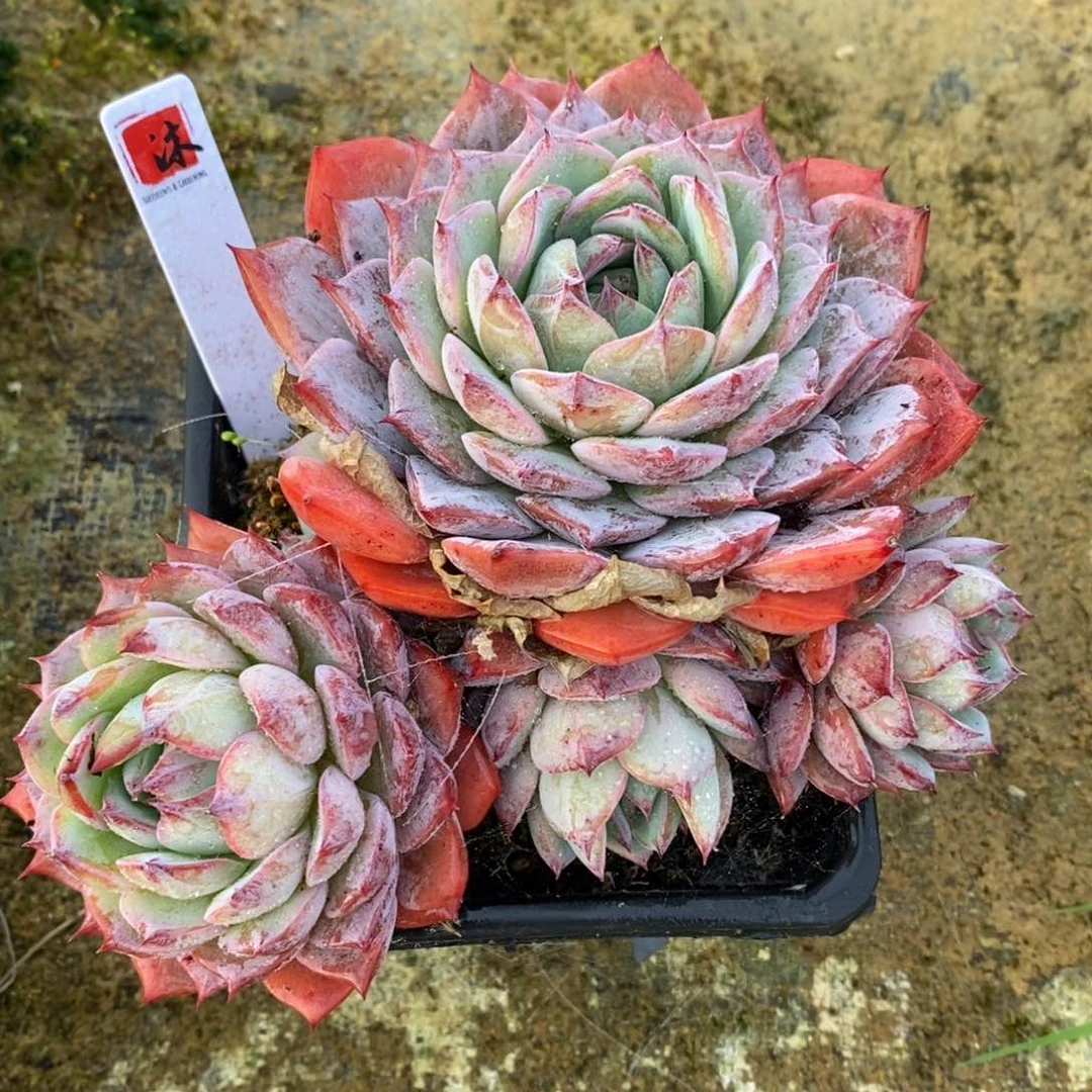 可问主播品种，下滑链接更多品种多肉选择