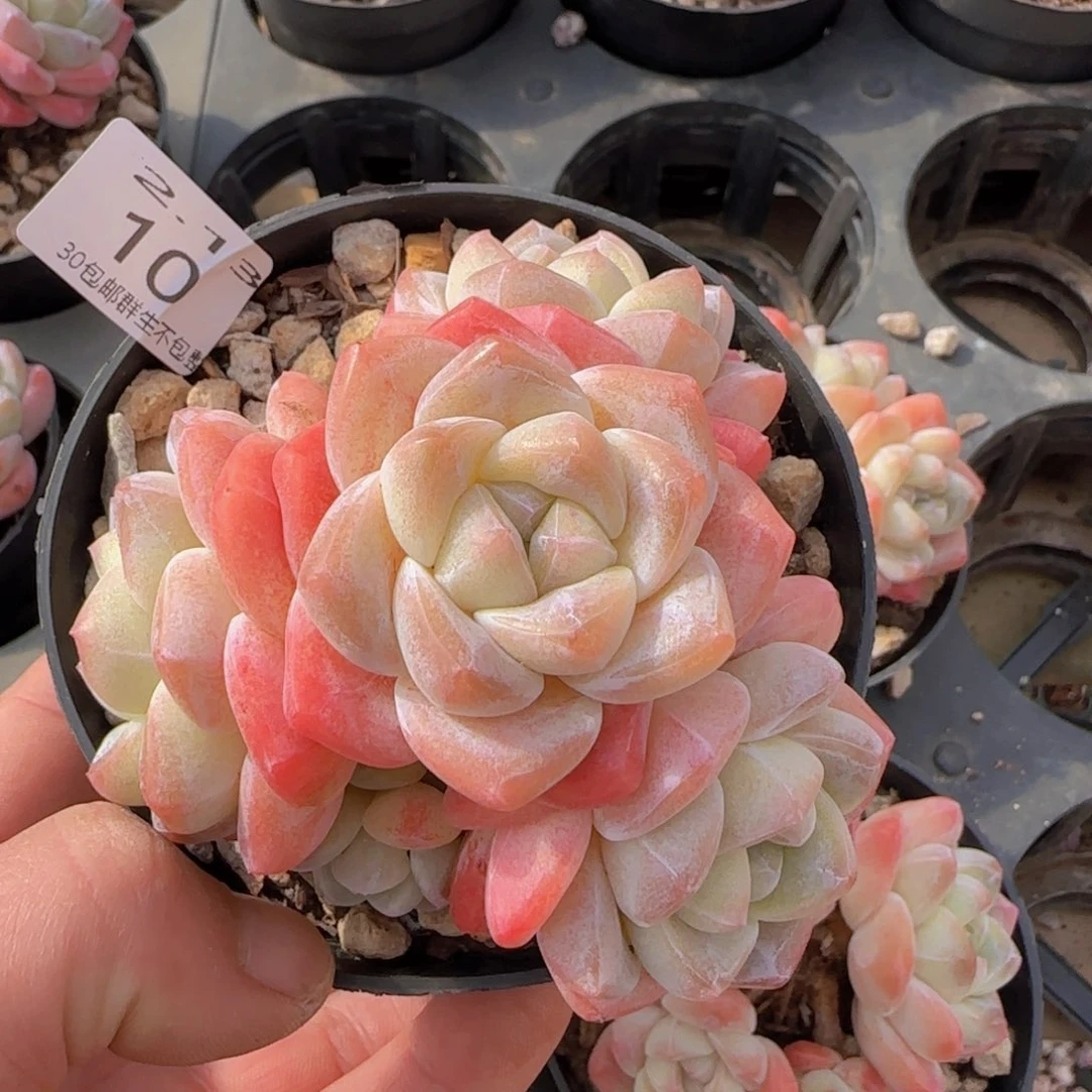 皮*五头老桩精控冰玉一颗