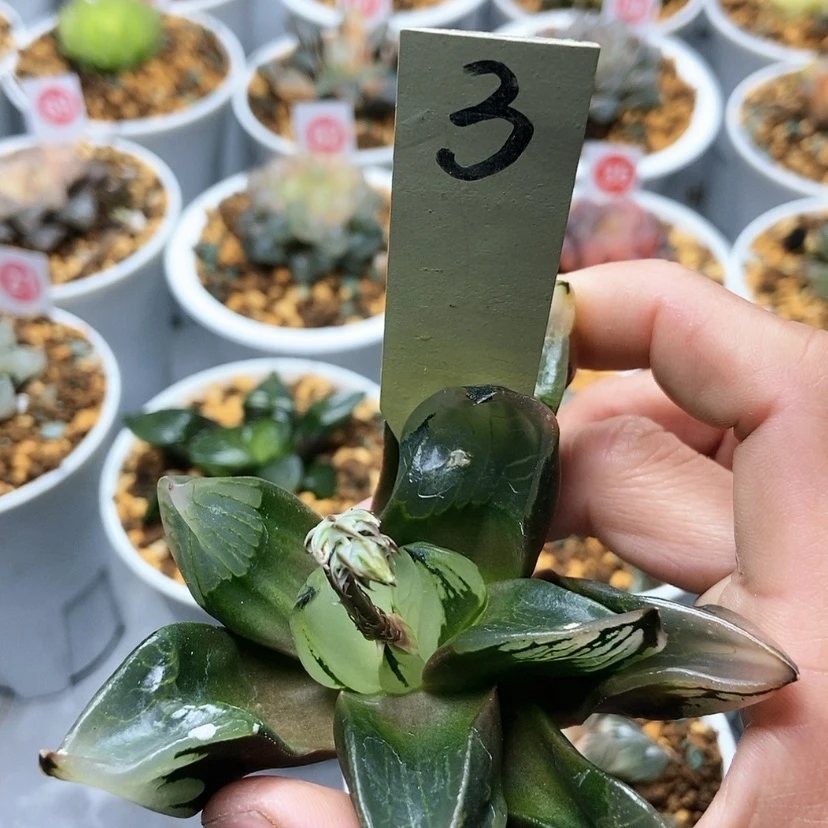 【闪购商品】大*3裹克头盖