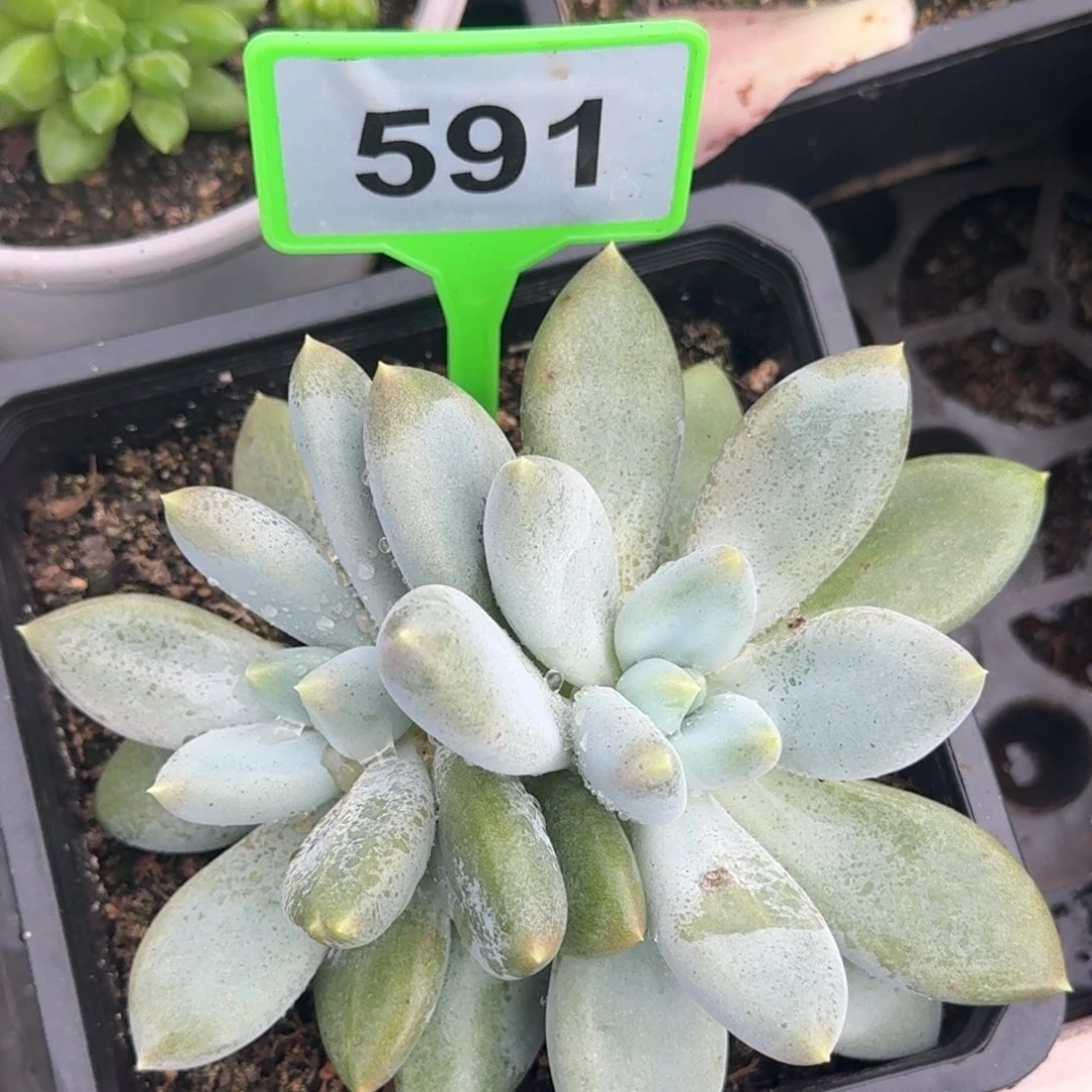 哥特多肉植物591.