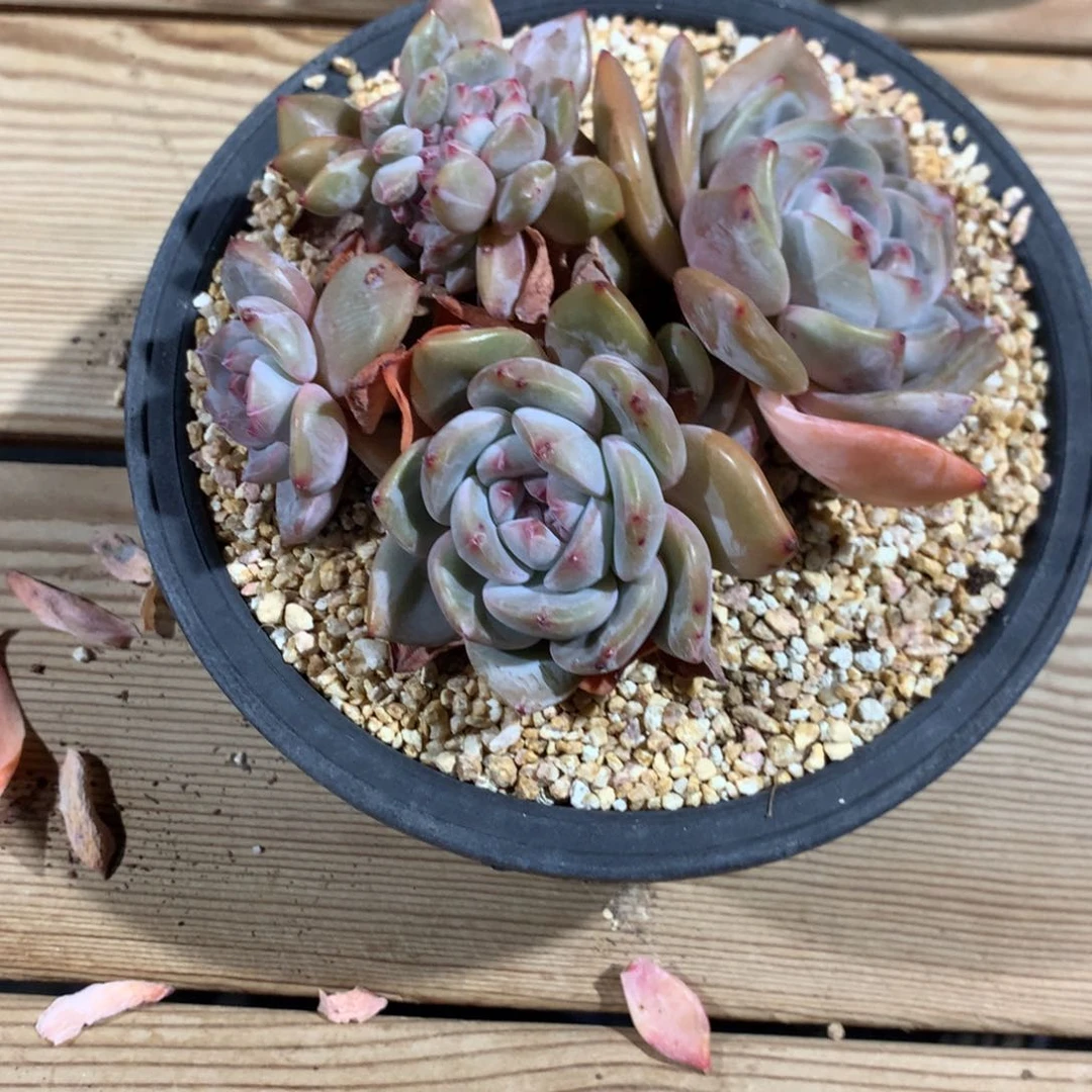 芳*芳芳芳突尼斯发货多肉