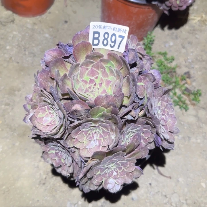 花月夜……不包断枝……