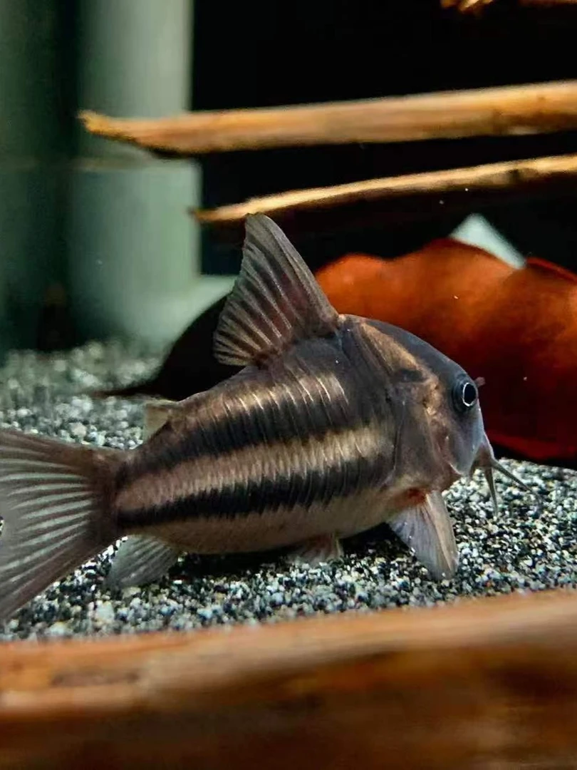 小奕水族南美野生集锦.鼠鱼超级红帆超二黑剑葛衣普卡舒瓦茨月亮