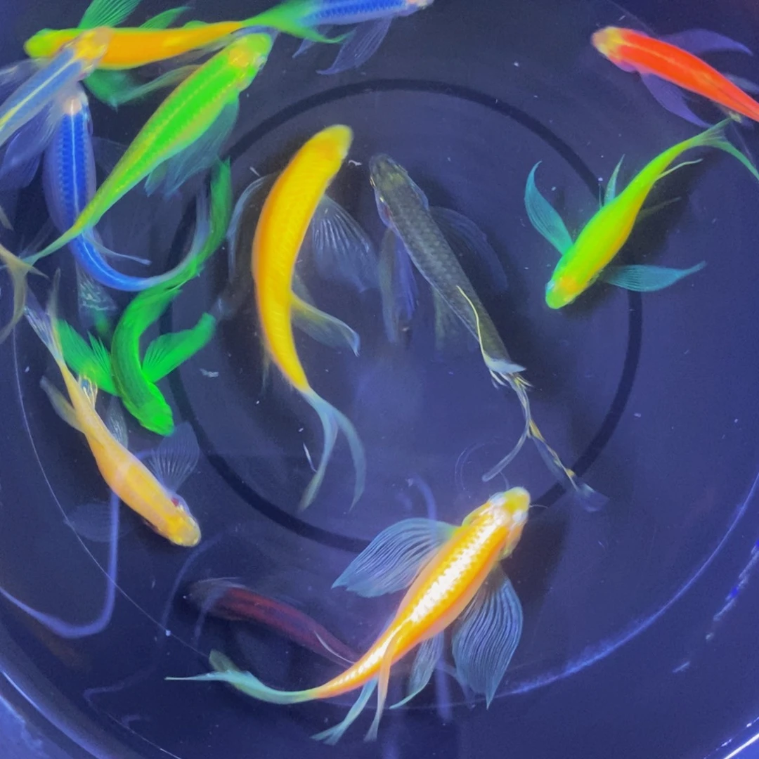 斑马鱼蝶翼斑马混搭大小13条