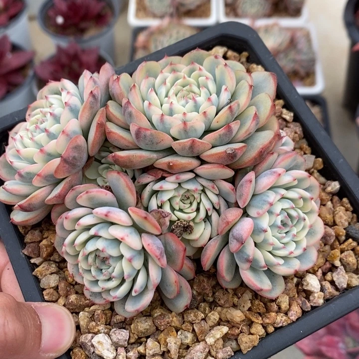 姬莲锦多肉植物A3038