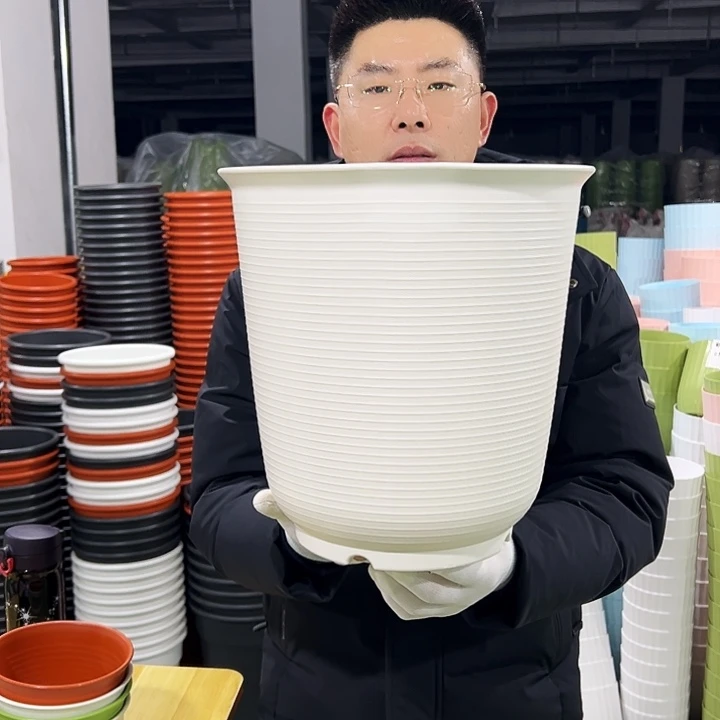 正品高陶口30高31白色5只无托