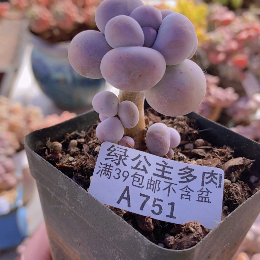 芭比奶洛5cm751多肉植物