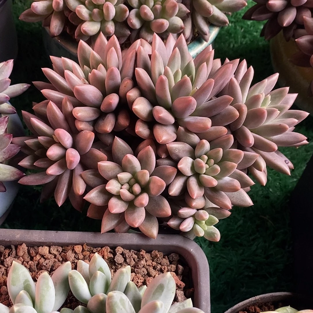 无坎红蜻蜓朵朵111