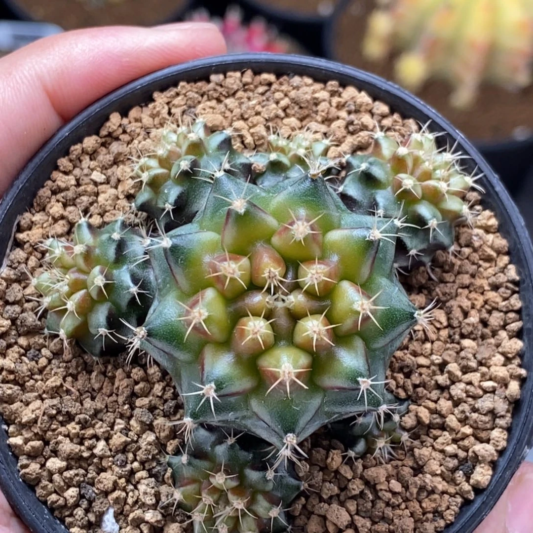 米哈肋骨仙人球50