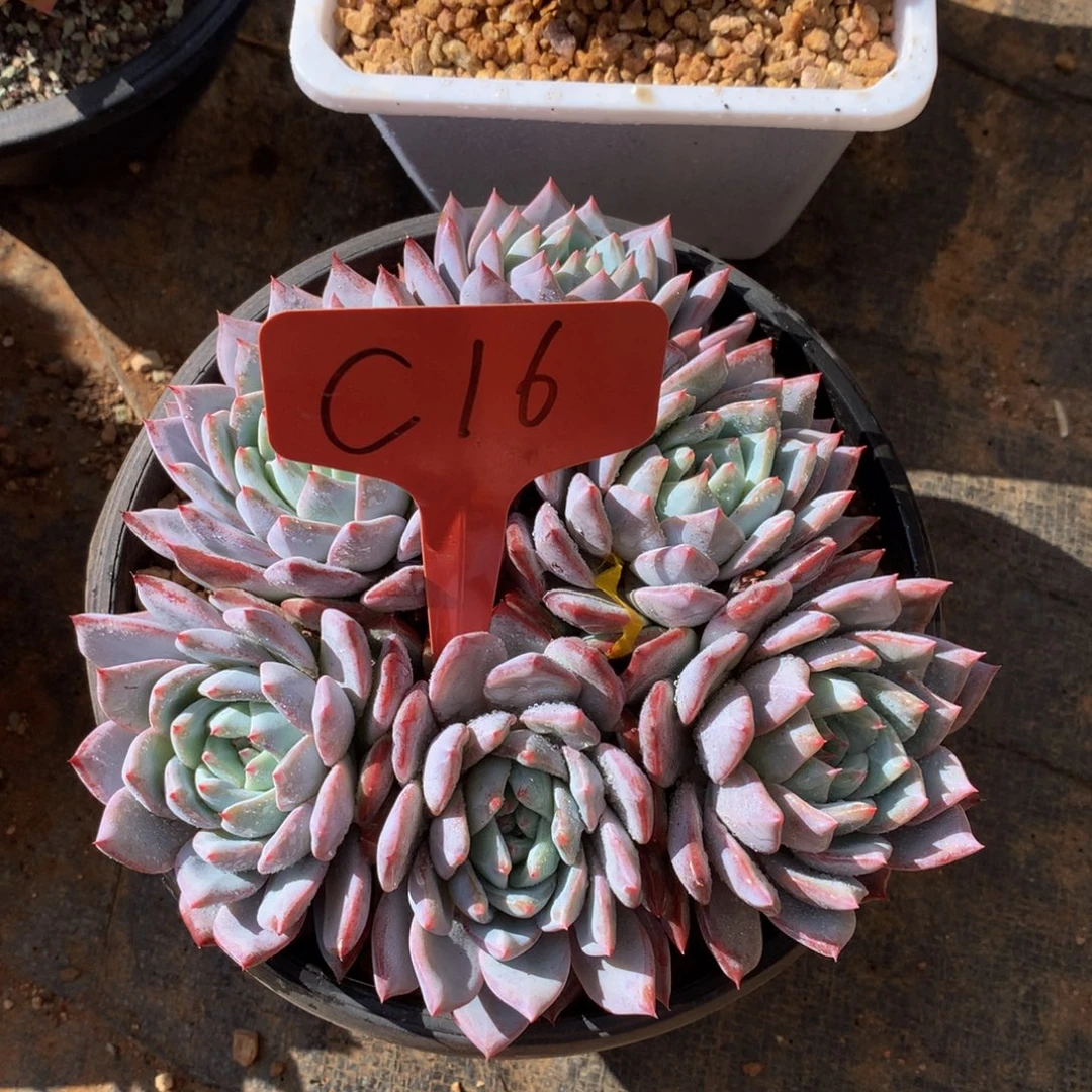 桃***桃粉看鸟82727282828822