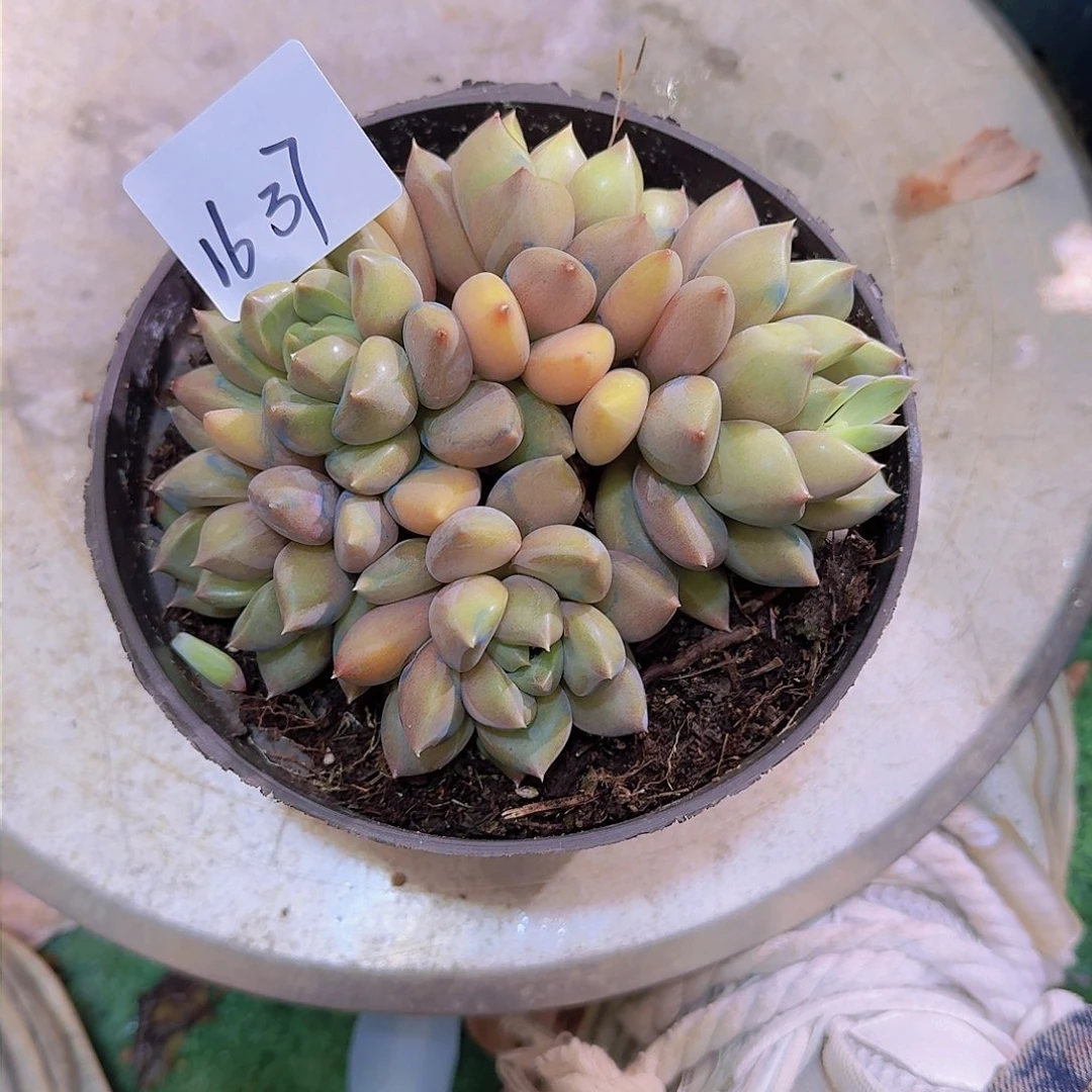 珊*礁1637象牙多肉植物