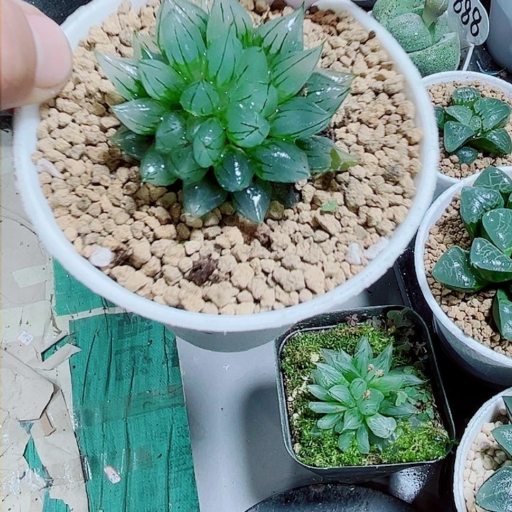 西亚姬新手好养的