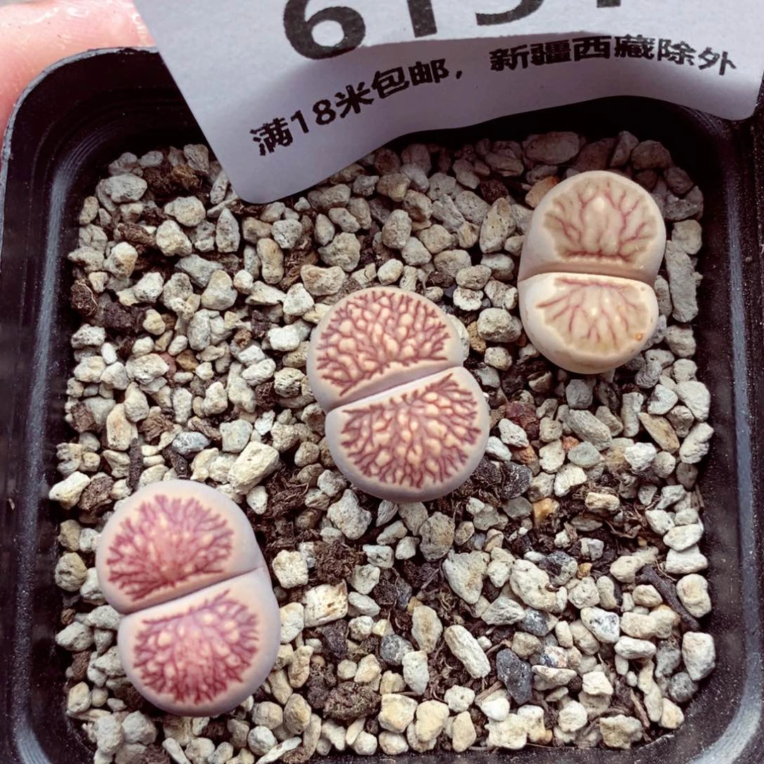 6151。