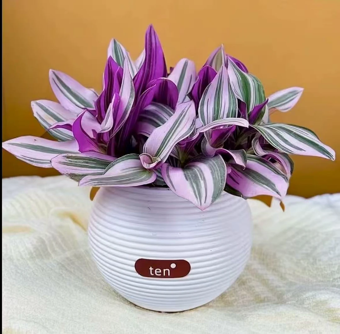 油画婚礼吊兰盆栽室内好养观叶植物四季花卉适合办公室QP