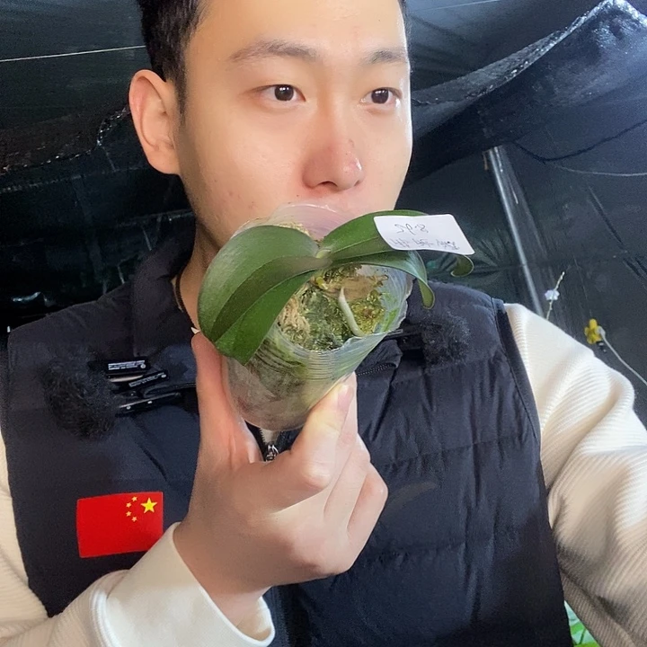 无花朵佛陀宝藏蝴蝶兰