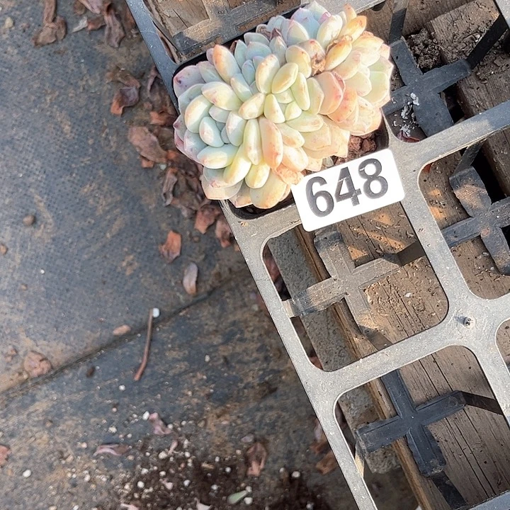 鸭**儿多肉植物一物一拍