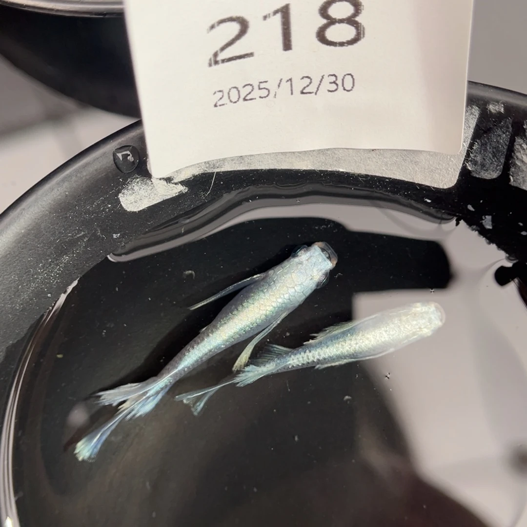 青鳉鱼218天使之翼一对