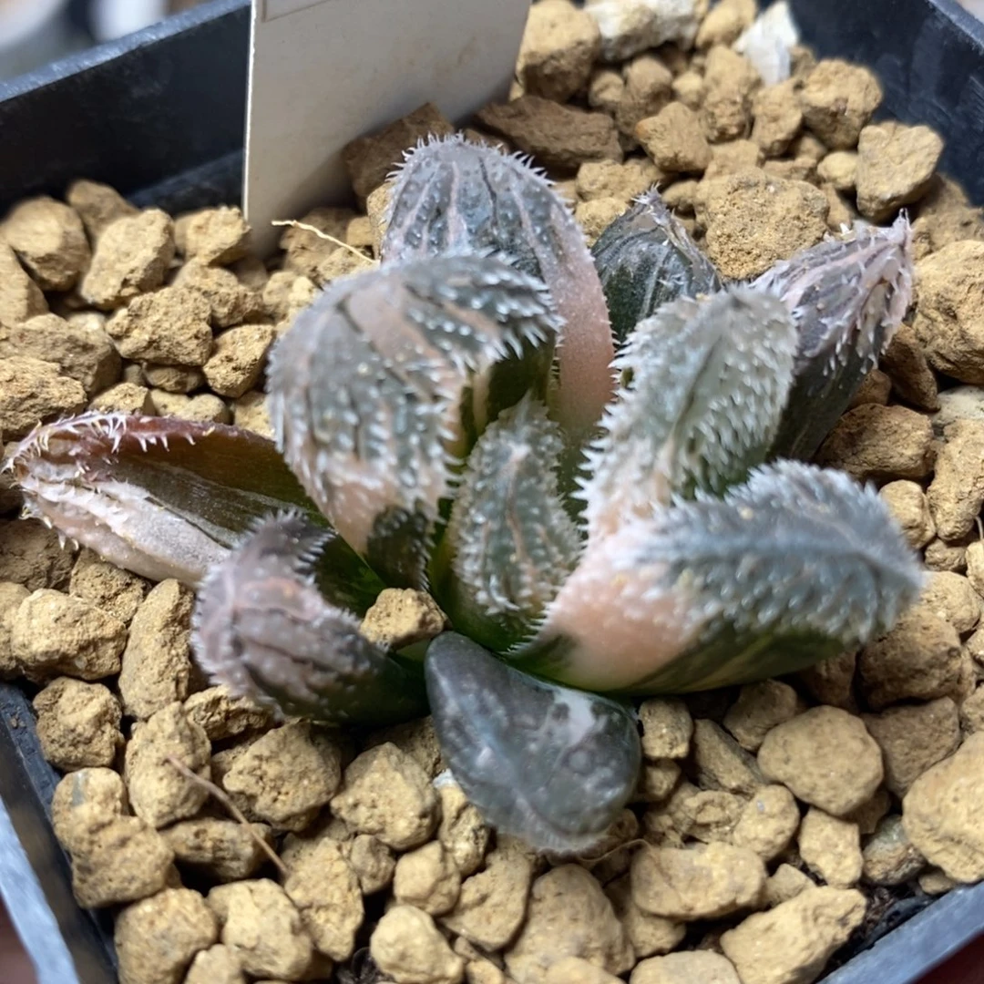 189狼蛛锦一物一拍