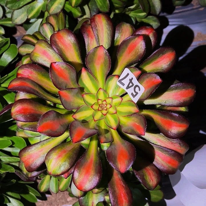 547宽锦多肉植物处理不售后