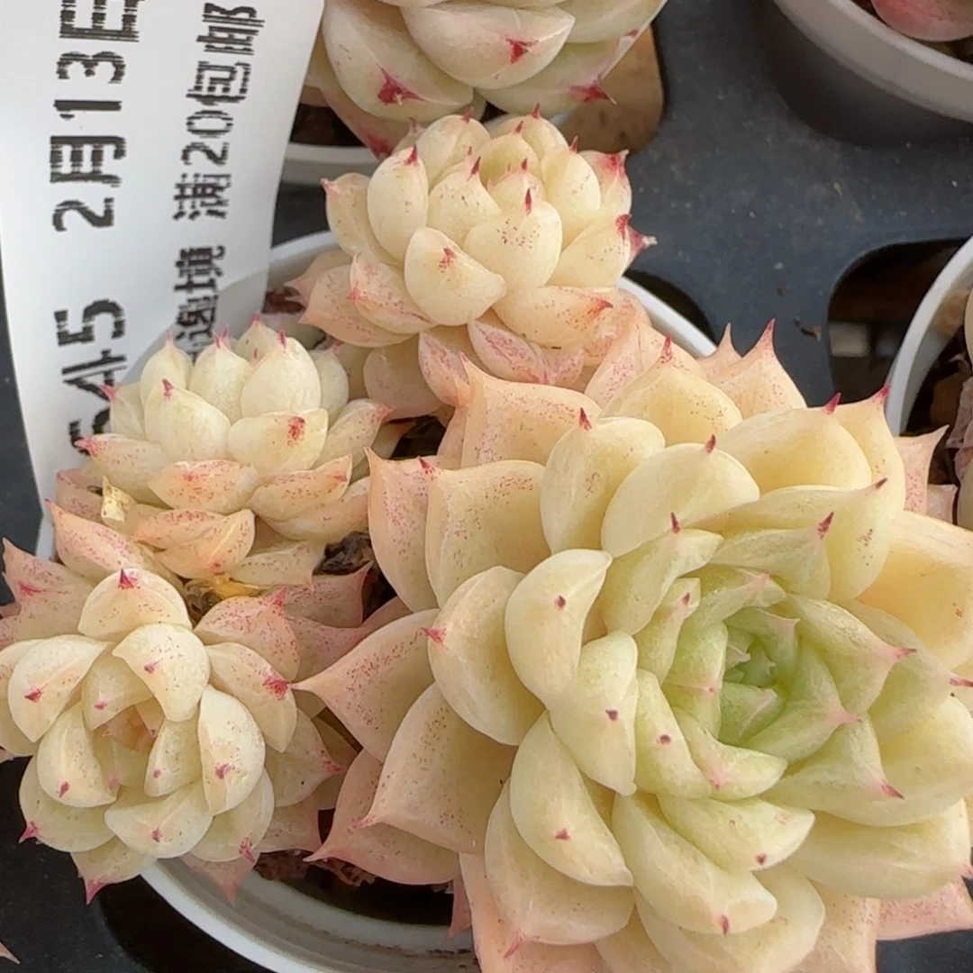 花语逸镜0213-645