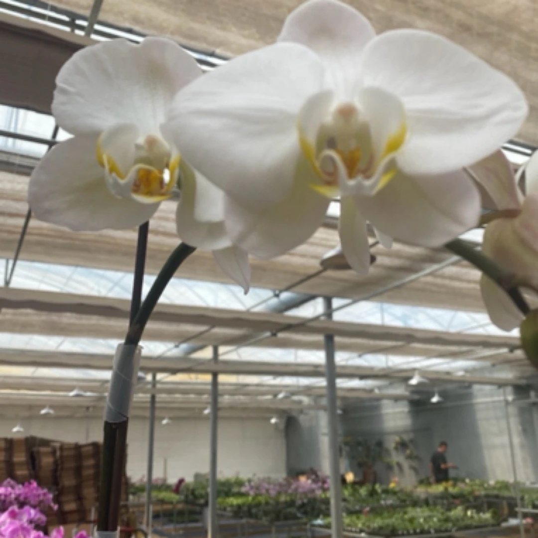 【大白】蝴蝶兰基地直发