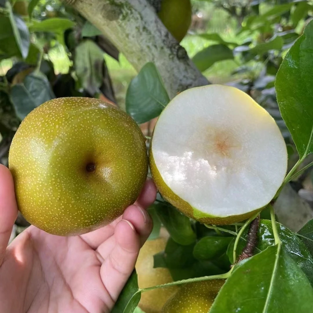 翠冠梨树苗梨树果苗南北方庭院地栽种植大树室内盆栽嫁接当年结果
