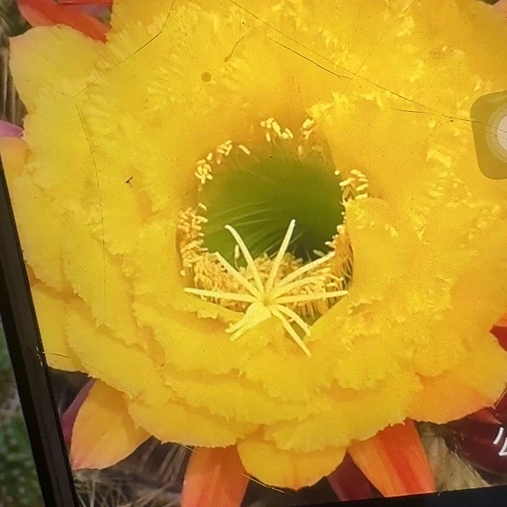 公主侧芽5公分歪头毛花柱