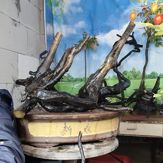 逝***渡无花朵一个一个一个一个一个