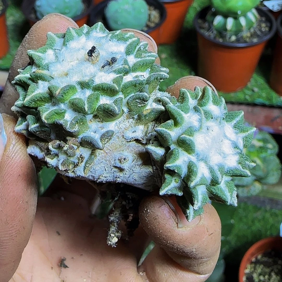 黑牡丹448萝卜根