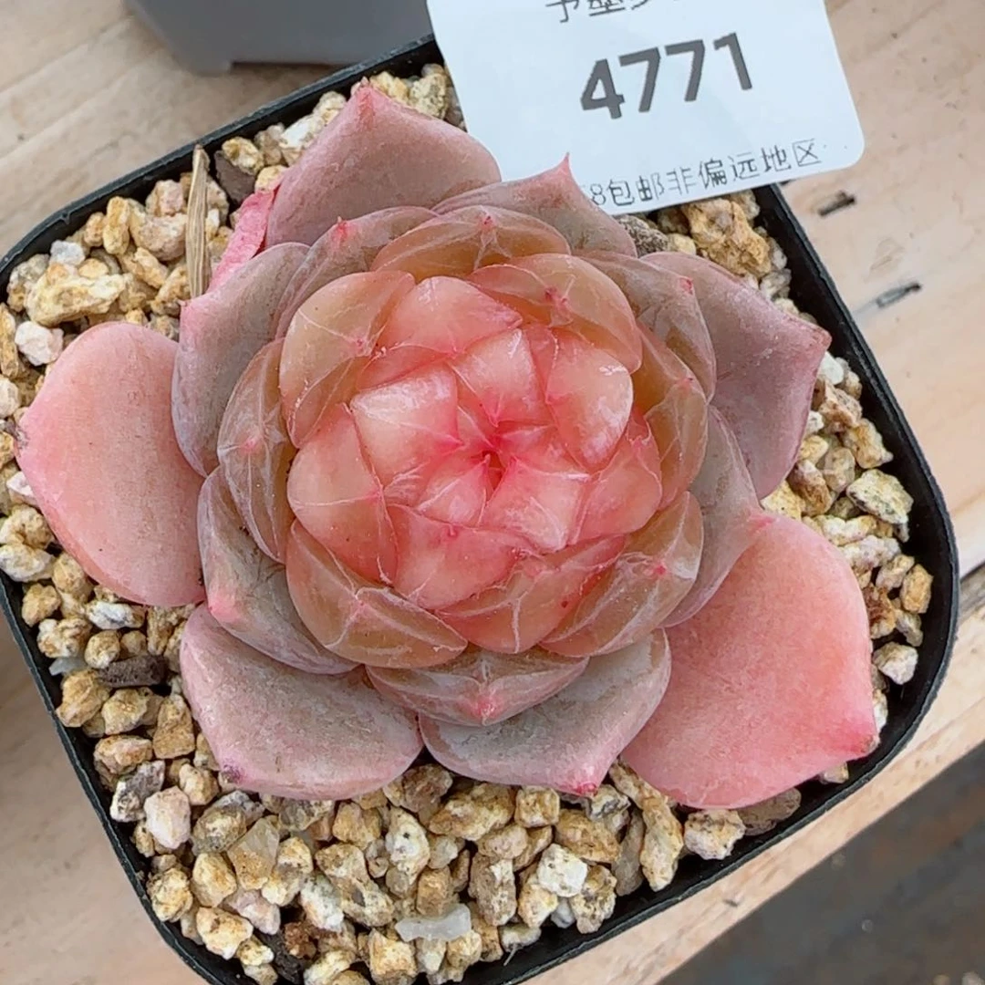 孤品珍妮，4771多肉植物