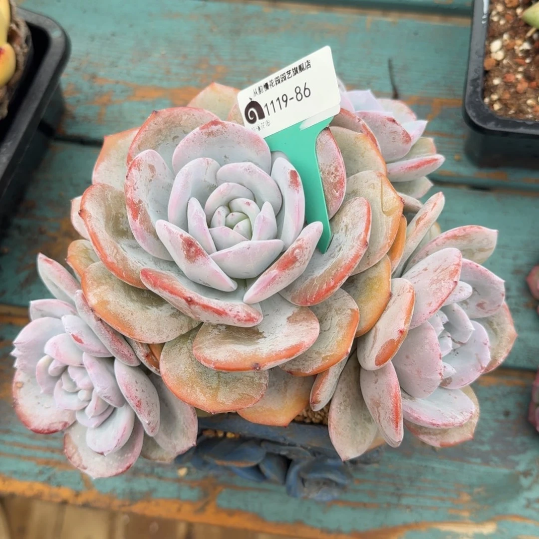 从前慢花园多肉编号1119.86