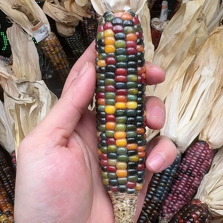 柏香籽/百香籽吊坠米*