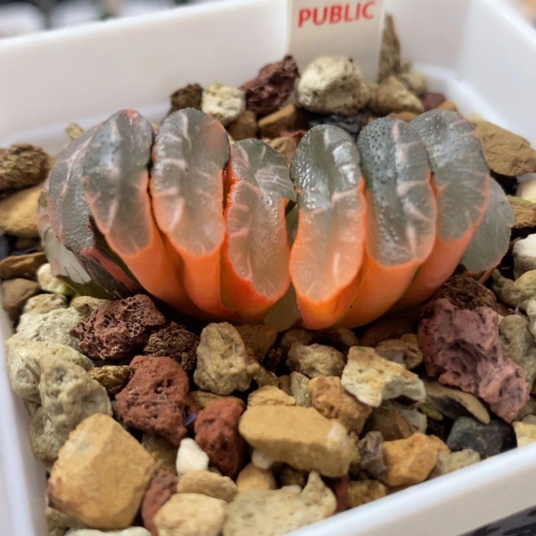 135隼×玄武玉扇锦一物一拍