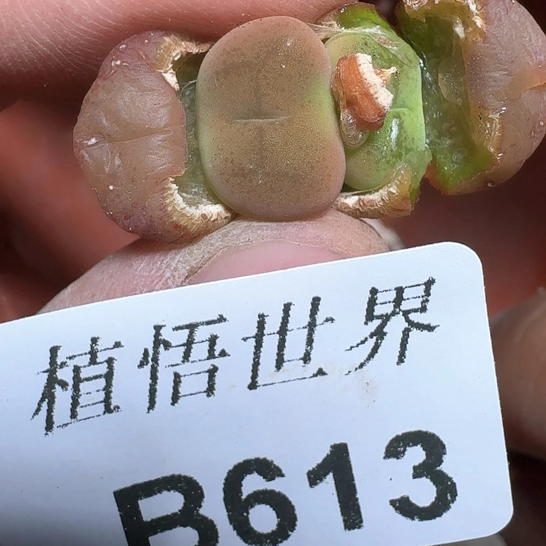 613盒多肉植物哇c v