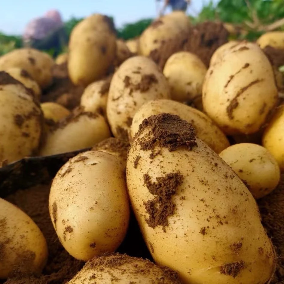 新鲜现挖黄皮黄心土豆软糯香甜粉面口感当季蔬菜