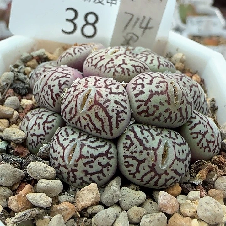 我38Rr714墨小锥。            