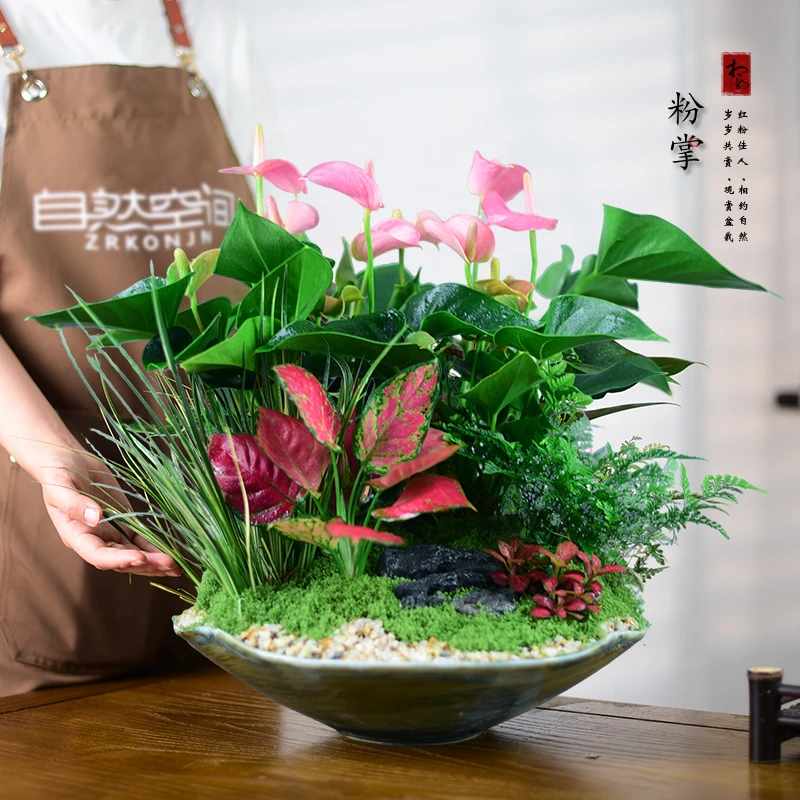 粉掌盆栽红掌绿植花卉寓意鸿运当头办公客厅室内植物开业乔迁送礼