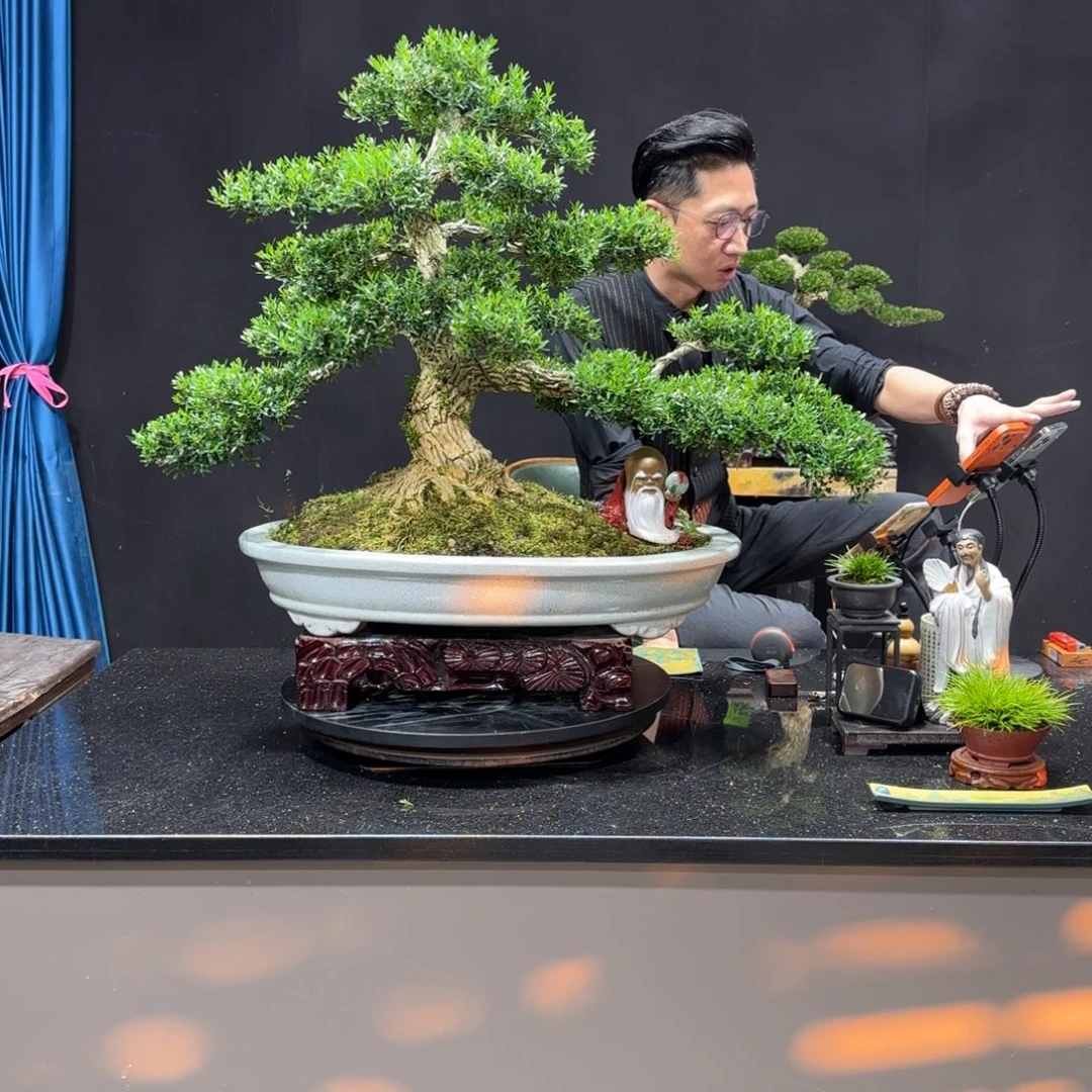 无花朵黄杨室内室外盆景艺术