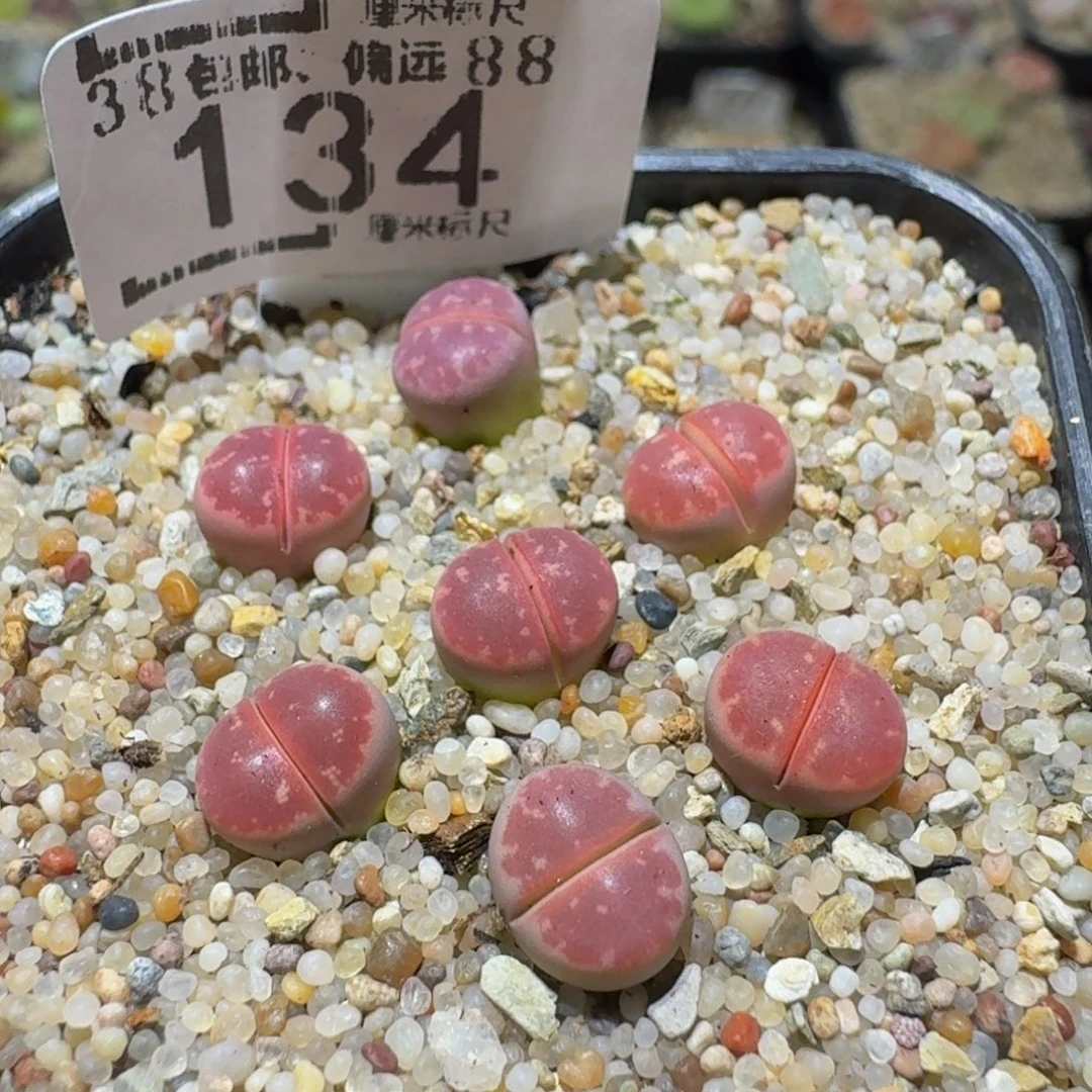 Ssss精品生石花134
